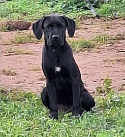 Cuccioli Cane Corso