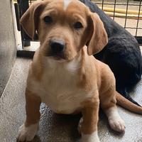 Cuccioli futura taglia media