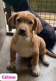 Cuccioli futura taglia media