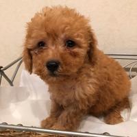 Barboncini mini Toy Albicocca