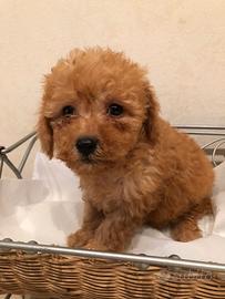 Barboncini mini Toy Albicocca