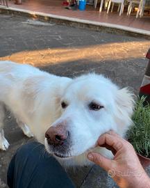 BIANCA dolce cagnolina in adozione