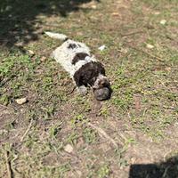 Cuccioli Lagotto avviati e alta genealogia