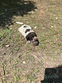 Cuccioli Lagotto avviati e alta genealogia