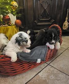 Cuccioli australian shepherd