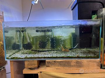 acquario 60 litri