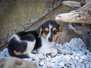 Cucciola Jack Russel Pinscher