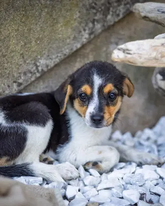 Cucciola Jack Russel Pinscher