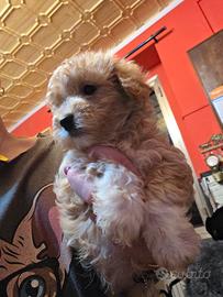 Maltipoo cuccioli
