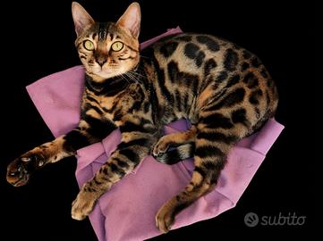Meravigliosa gattina Bengala