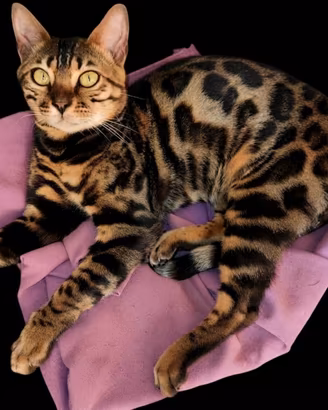 Meravigliosa gattina Bengala