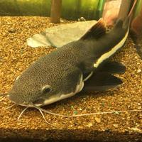 Pesce gatto coda rossa