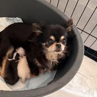 Cuccioli disponibili