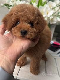 Barboncino toy albicocca