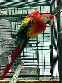Ara macao ed altri pappagalli