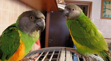 Pappagallo del senegal allevato a mano