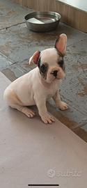 Cuccioli bulldog francese nati 15 luglio