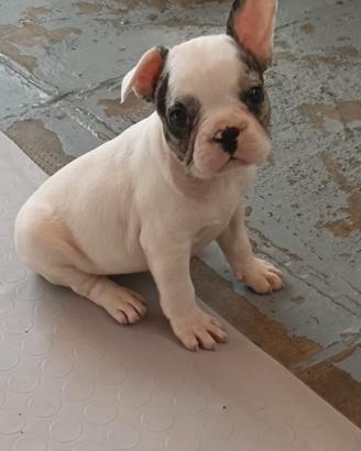 Cuccioli bulldog francese nati 15 luglio