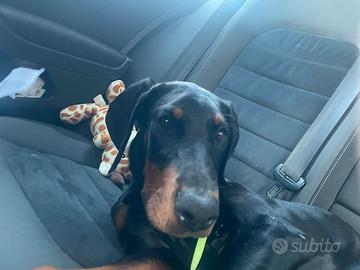 Dobermann 4 mesi