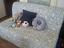 Immagine 1