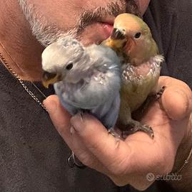 Roseicollis allevati a mano