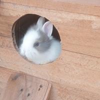 Conigli testa di leone pelo lungo