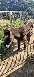 pony gravida 