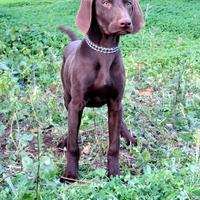 Bracco Tedesco
