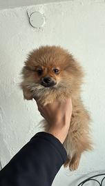 Volpino Pomerania