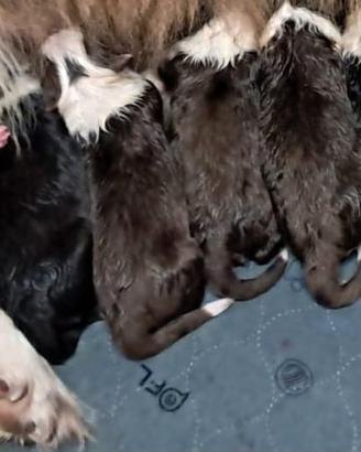 Cuccioli di border collie