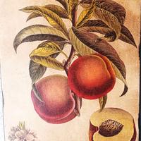 Quadro Vintage Pesche – Stampa Botanica su Legno "