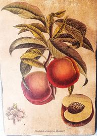 Quadro Vintage Pesche – Stampa Botanica su Legno "