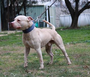 Maschio American Pitbull Terrier
