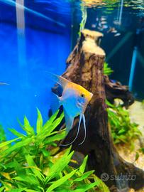 Pesci misti scalare, platys, guppy's, neon