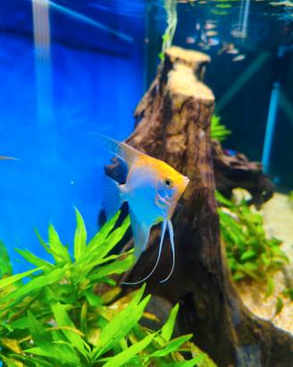 Pesci misti scalare, platys, guppy's, neon