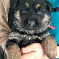 Cuccioli di pastore tedesco