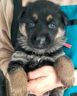 Cuccioli di pastore tedesco