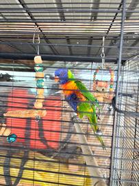 Lorichetto arcobaleno