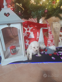 Blanca barboncino toy