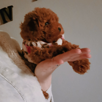 Barboni toy pedigree enci