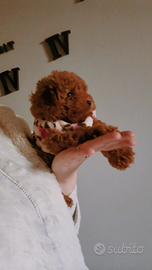 Barboni toy pedigree enci