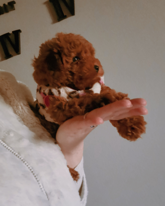 Barboni toy pedigree enci