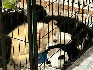 Cuccioli di Border Collie