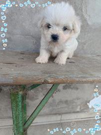 Maltese