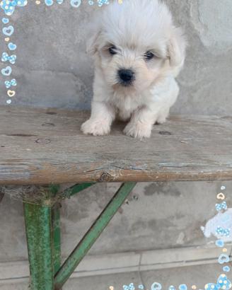 Maltese