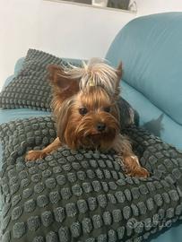 Yorkshire terrier
