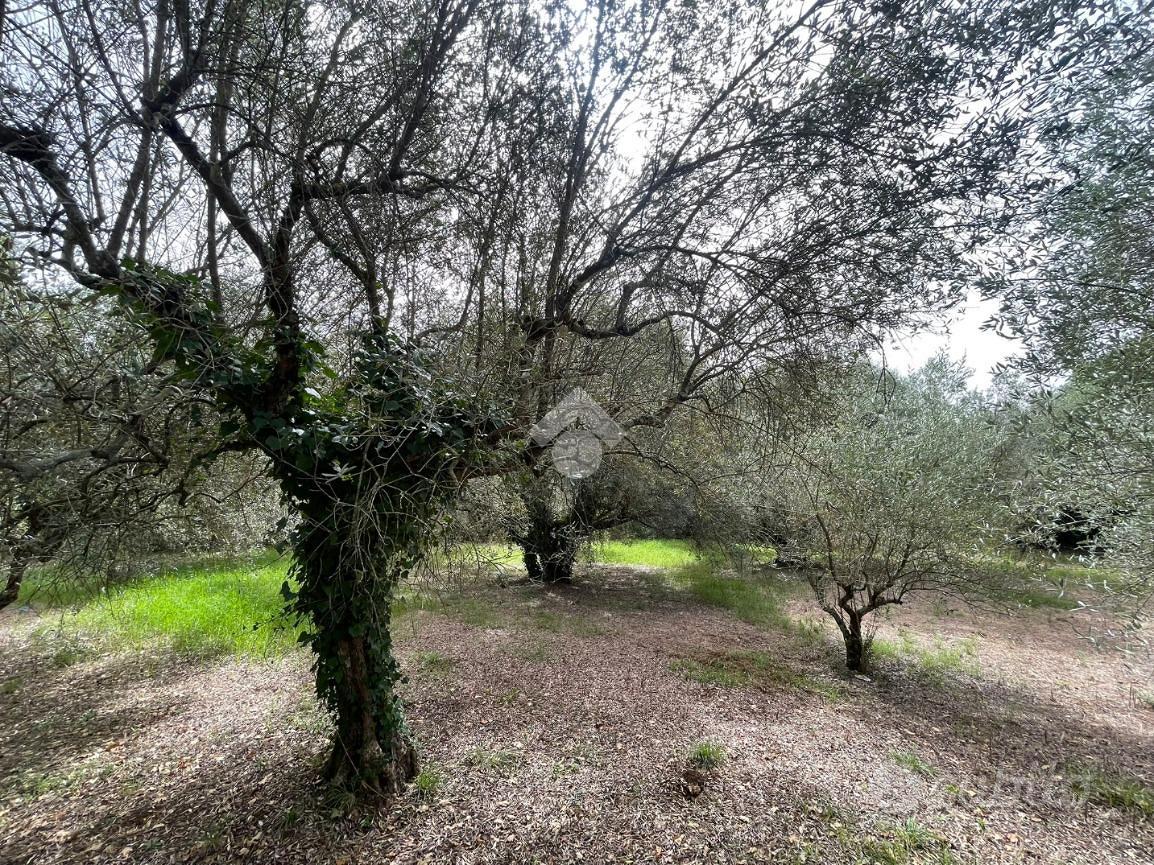TER. AGRICOLO A PIEDIMONTE SAN GERMANO - Vista 5