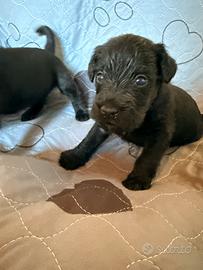 Schnauzer nano nero