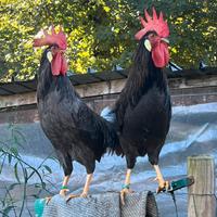 Livornesi cioccolato dun