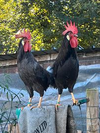 Livornesi cioccolato dun